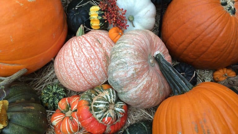 A variety of pumpkins and gourds in different colors and sizes are artfully arranged on straw, setting the stage to get in the Halloween spirit. Orange, white, green, and multicolored pumpkins create a textured and vibrant autumnal scene.