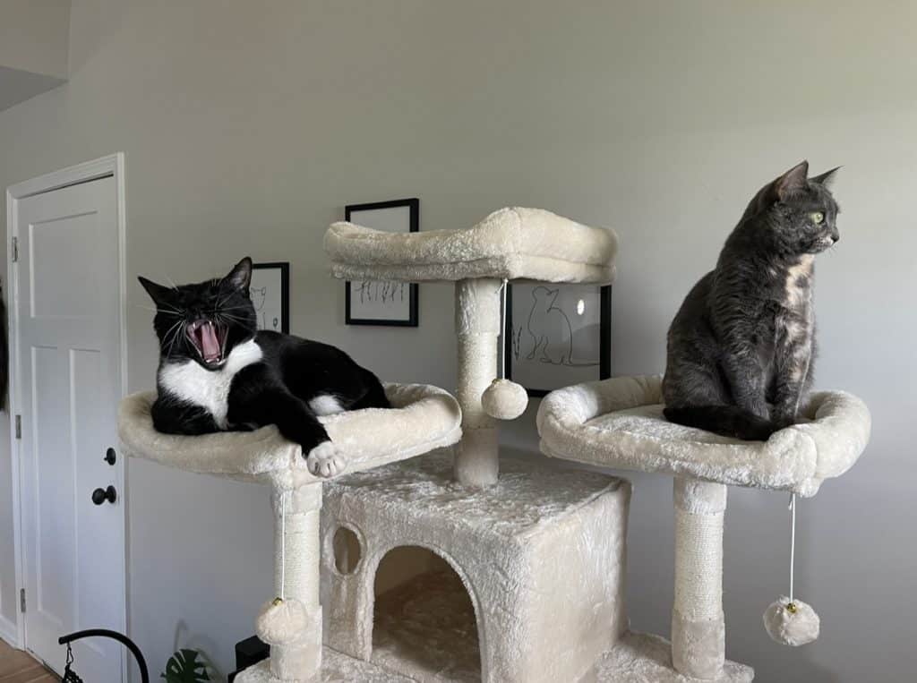 Two cats sitting on a beige cat tree. The black and white cat on the left is yawning with its mouth wide open, while the gray cat on the right is calmly looking to the side. The background shows a light gray wall with framed pictures.